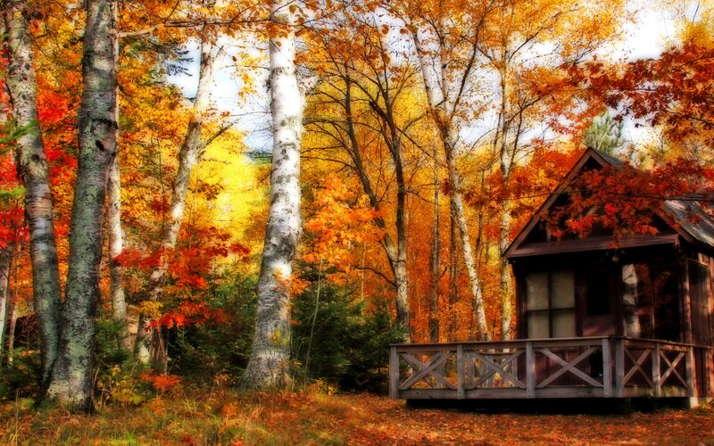 Cabin in Autumn Forest — Orange, Serene