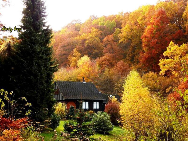Cabin in Autumn Forest — Yellow, Serene