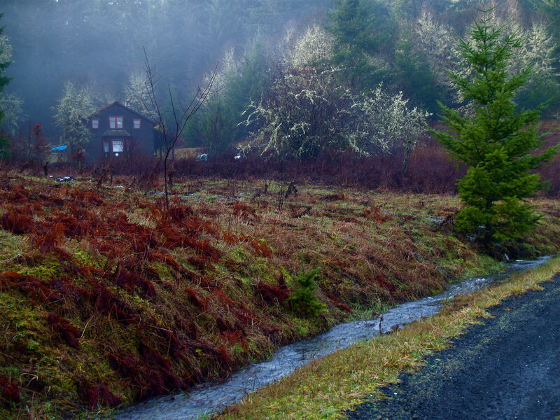 Cabin in Forest — Green, Misty