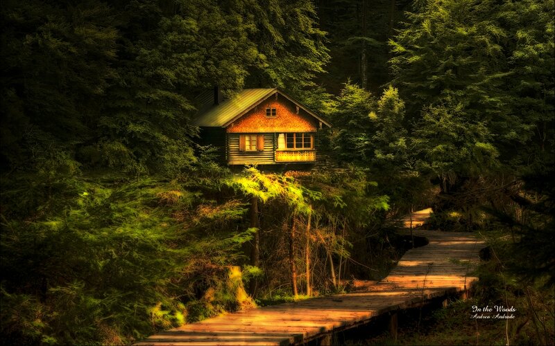 Cabin in Forest — Green, Serene, Sunset, Photograph