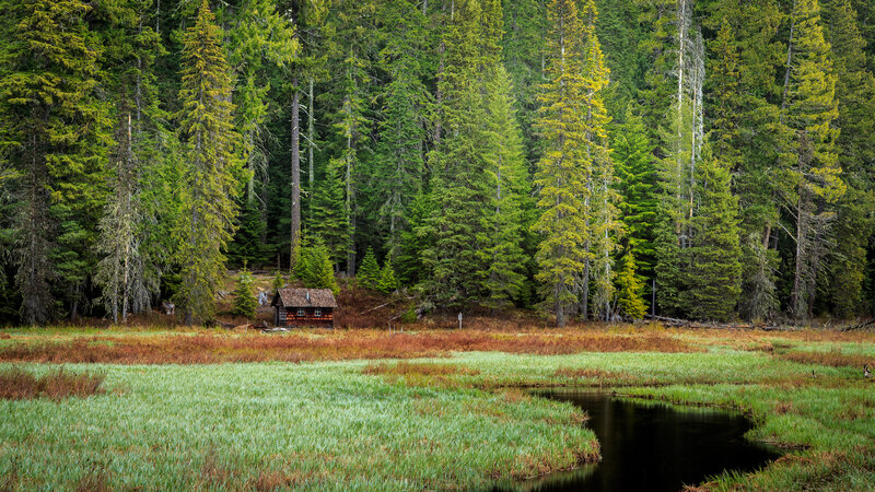 Cabin in Forest Marsh — Green