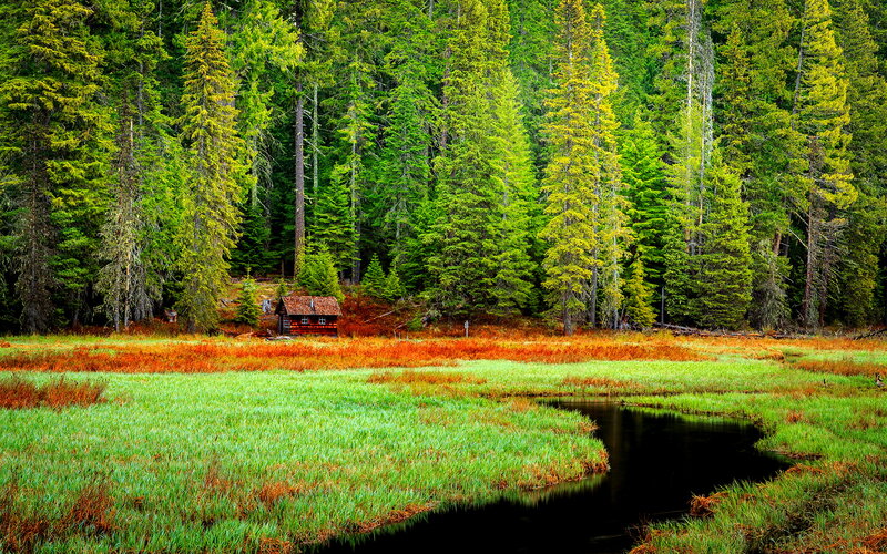 Cabin in Forest Marsh