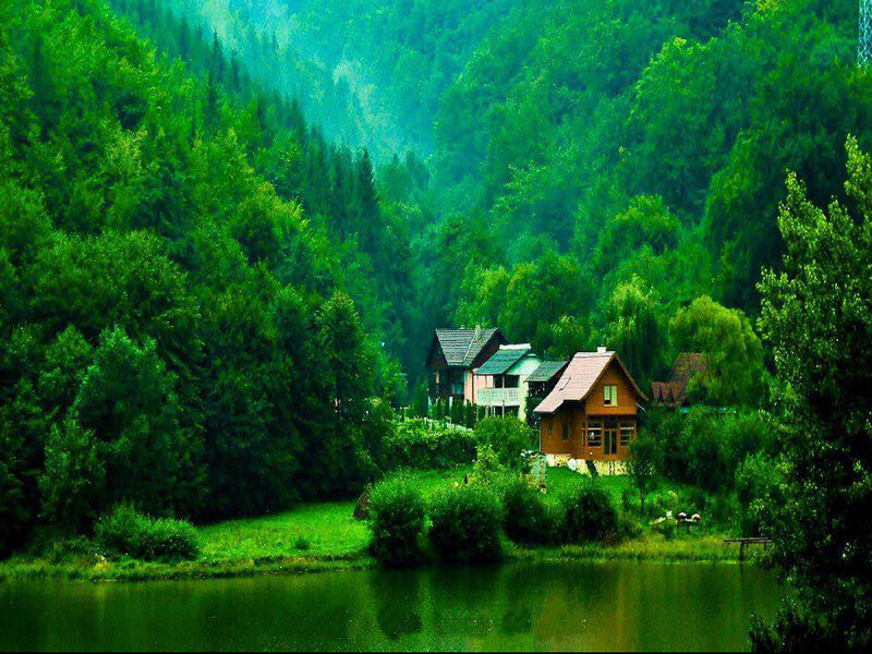 Cabin in Forest Valley — Green, Serene