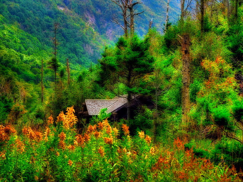 Cabin in Forest Valley — Green