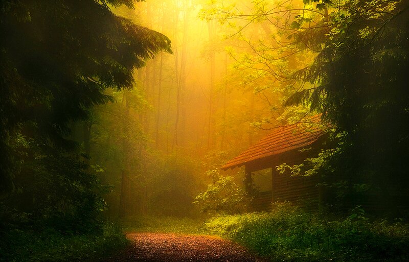 Cabin in Forest — Yellow, Serene