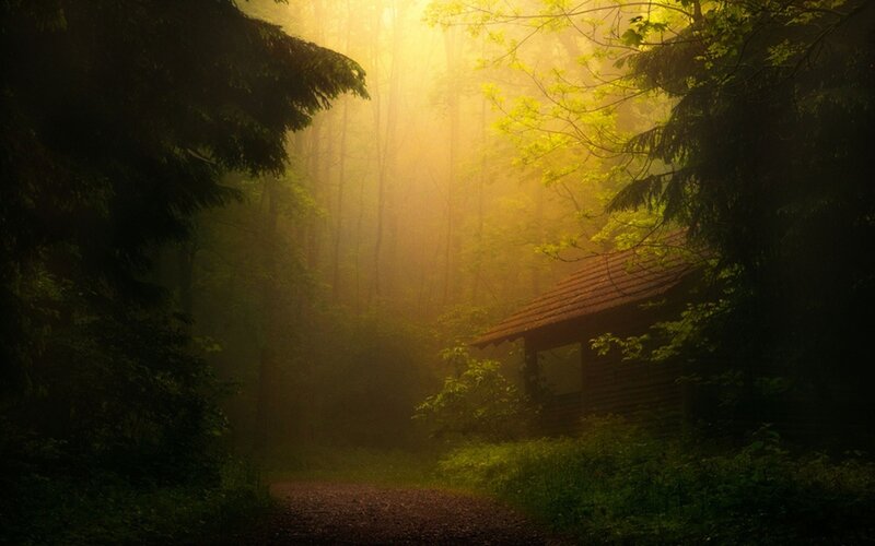 Cabin in Misty Forest — Green, Serene, Morning, Photograph, Path