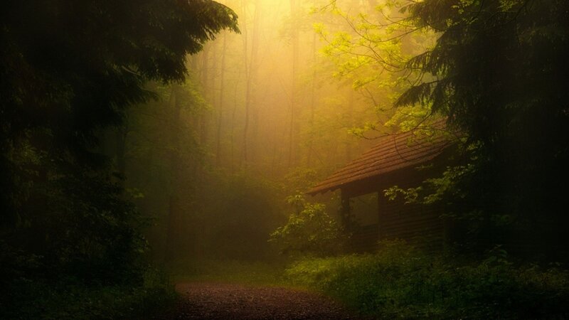 Cabin in Misty Forest — Green, Serene