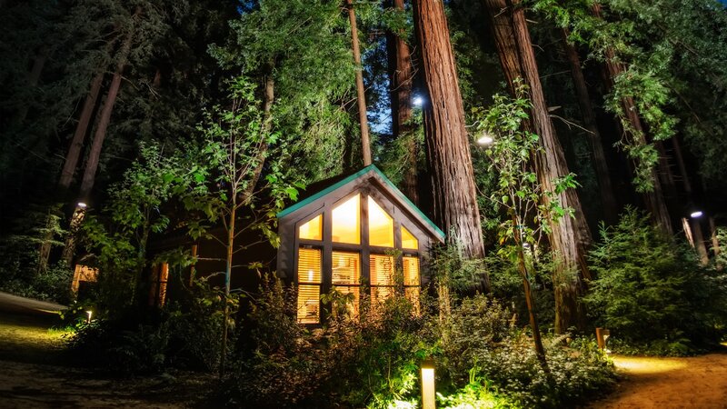 Cabin in Redwood Forest — Green, Serene