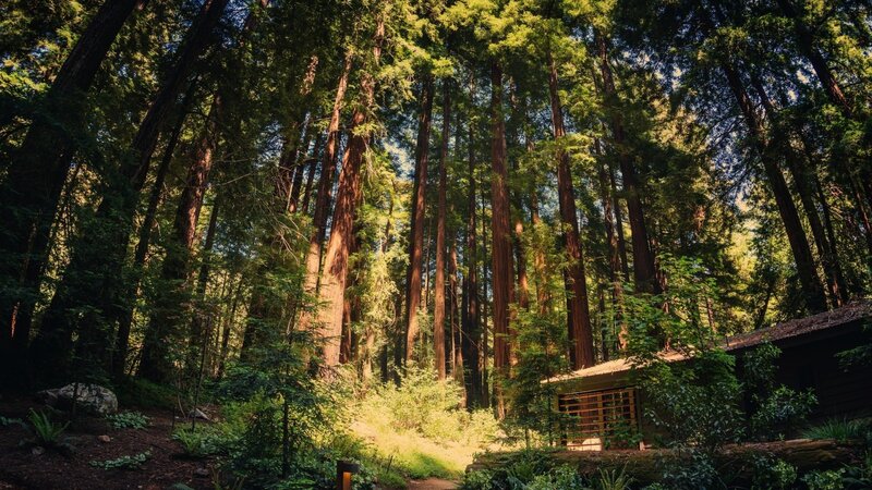 Cabin in Redwood Forest — Green