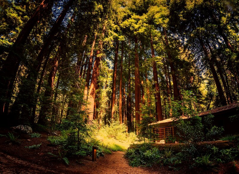 Cabin in Redwood Forest