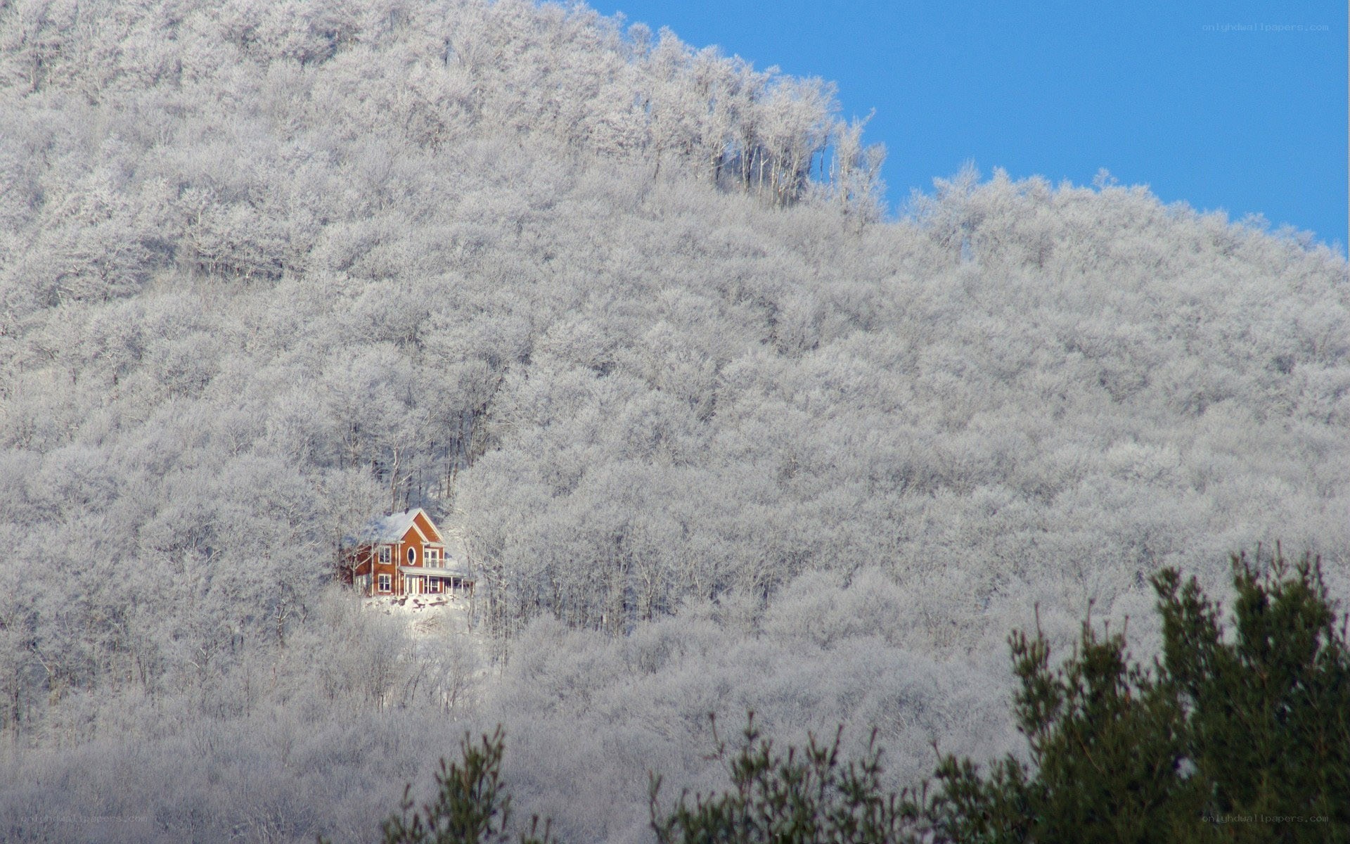 Cabin in snowy forest