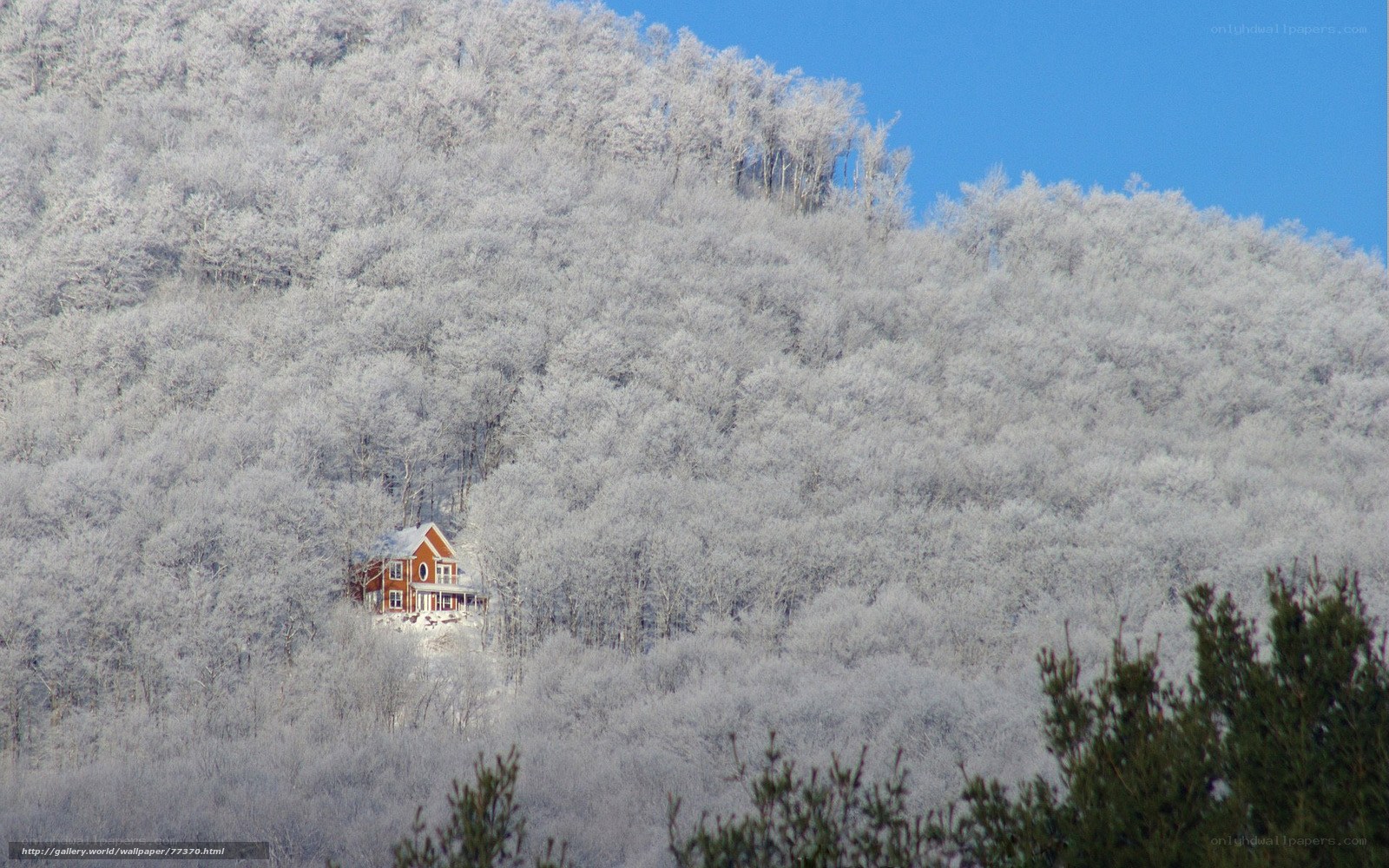 Cabin in snowy forest