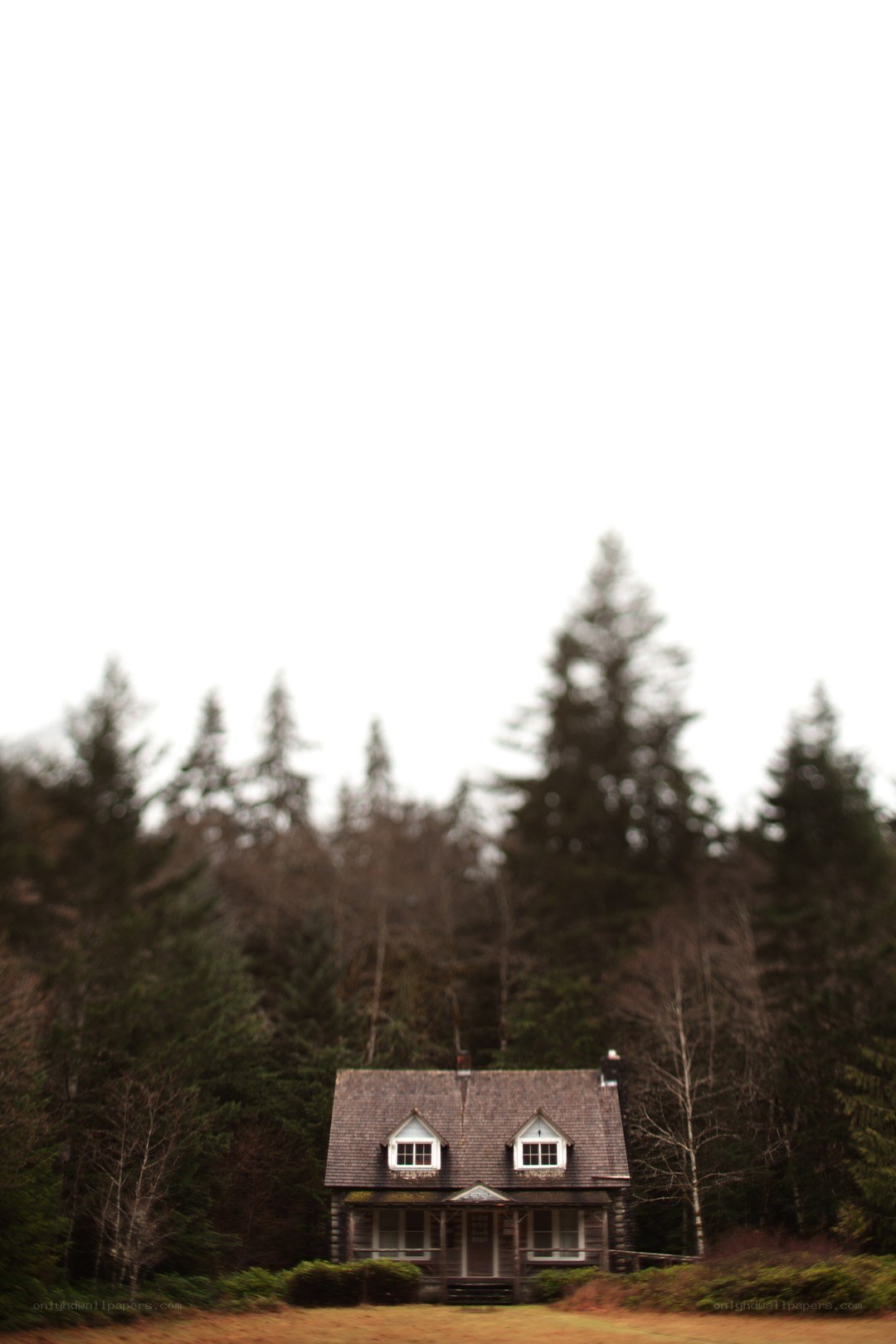 Cabin in the forest