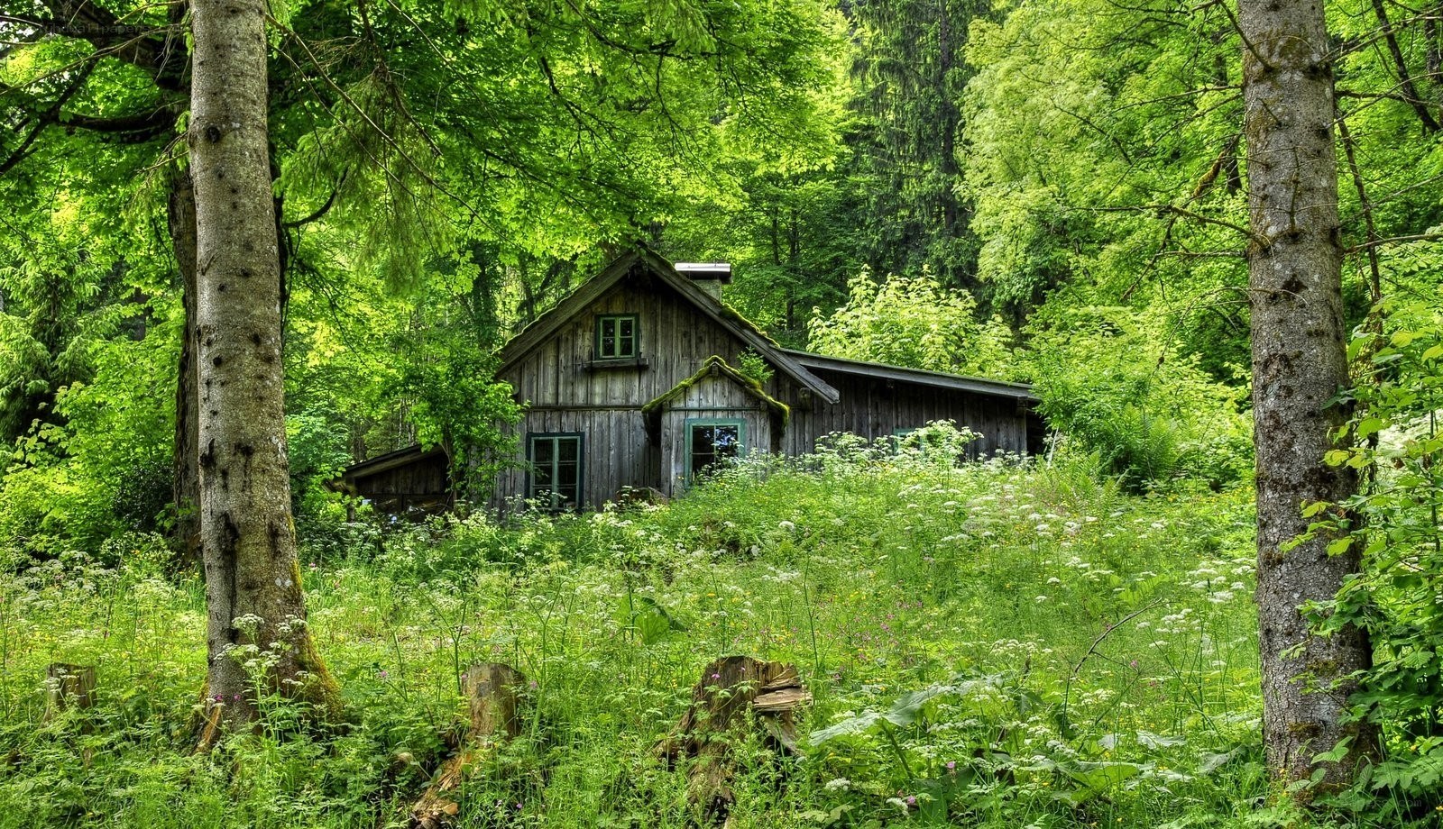 Cabin in the forest