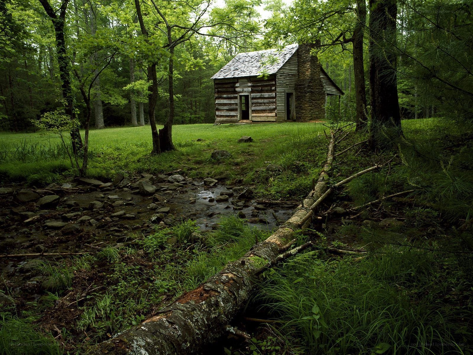 Cabin in the forest