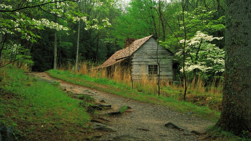 Cabin in the forest
