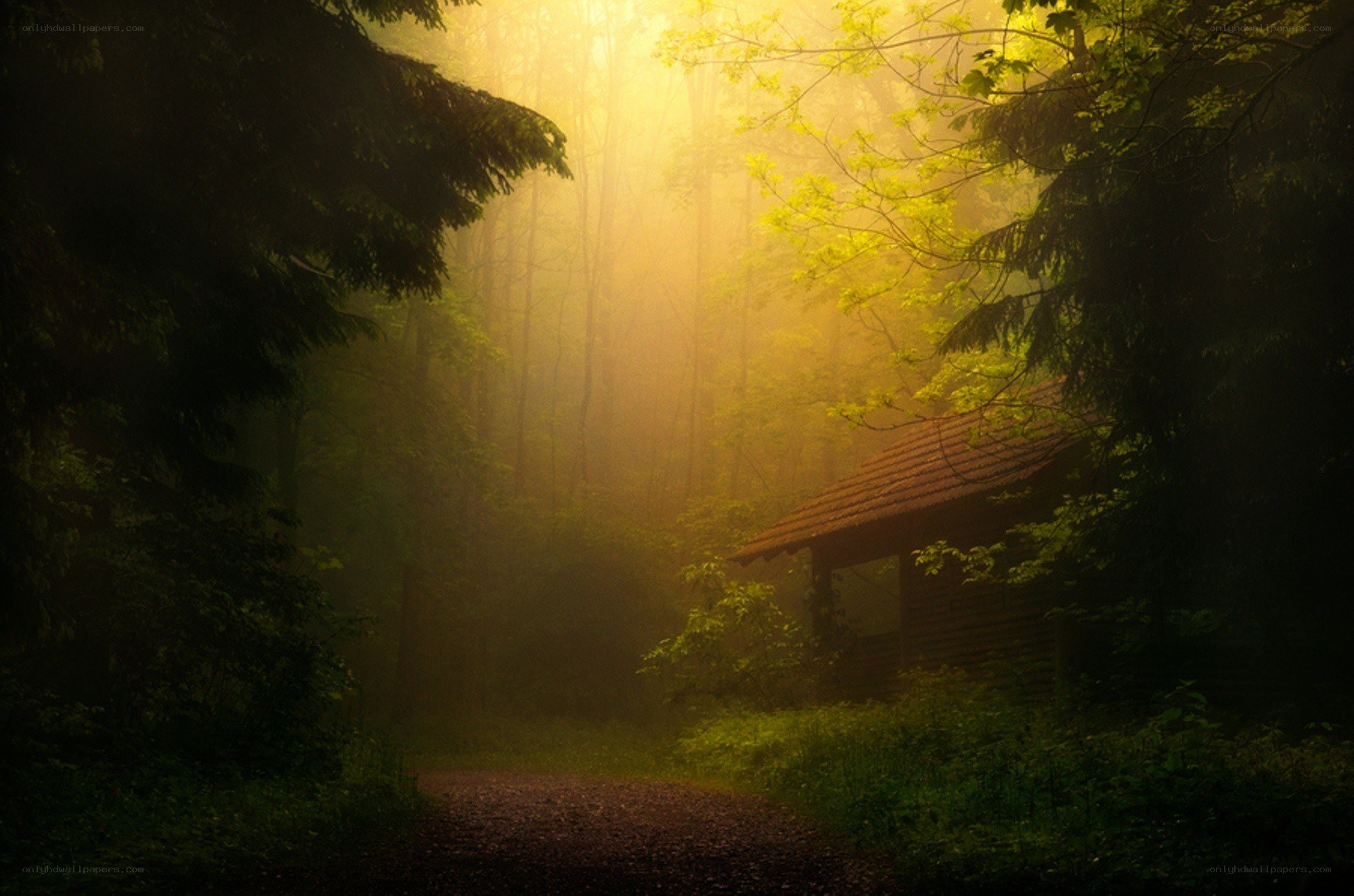 Cabin in the misty forest