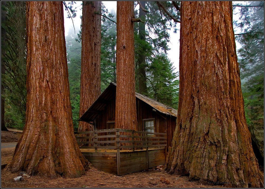 Cabin nestled among giant sequoias