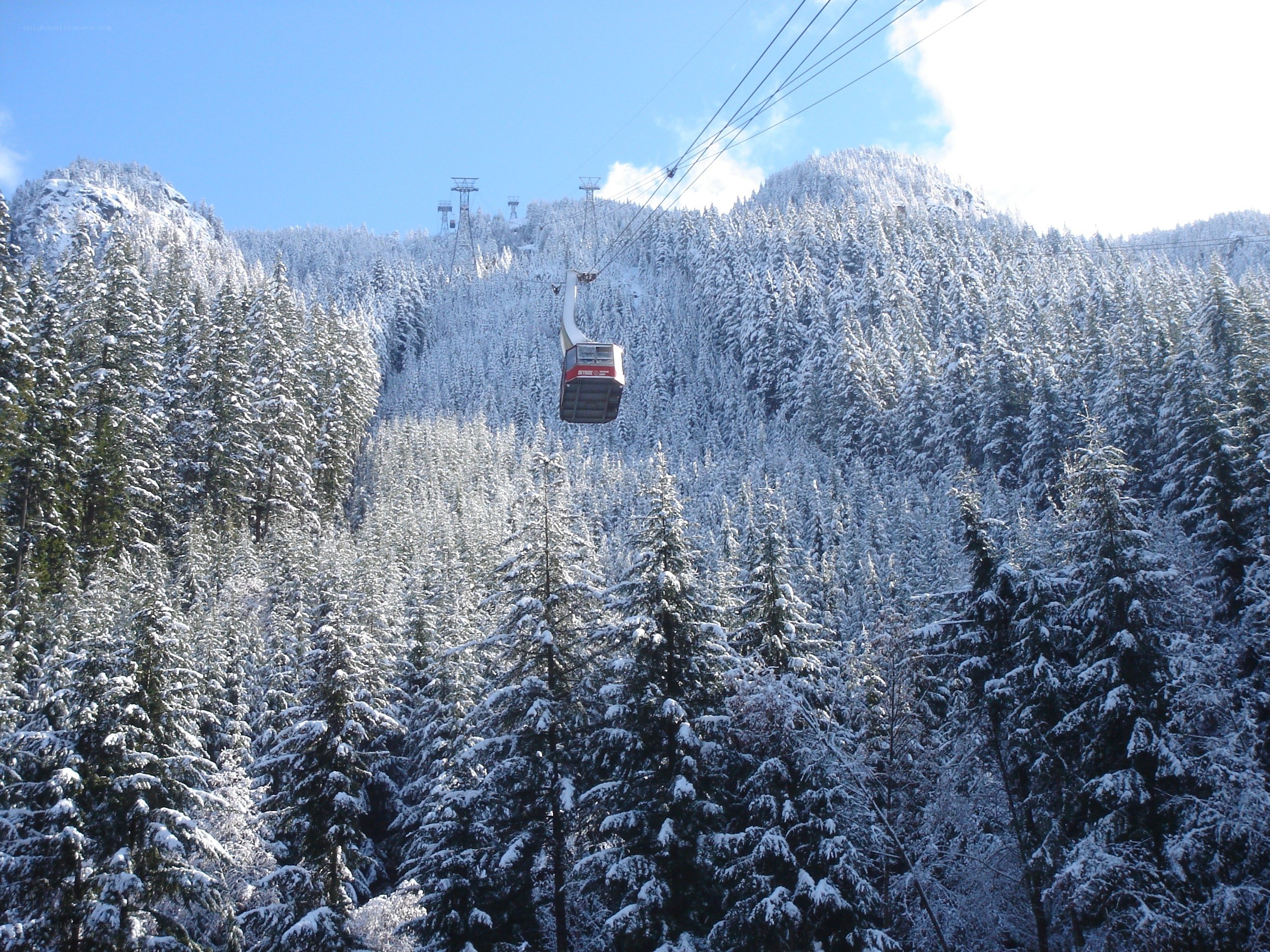 Cable car over snowy forest
