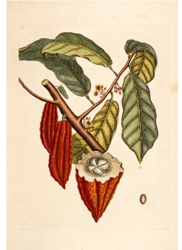 Cacao plant illustration