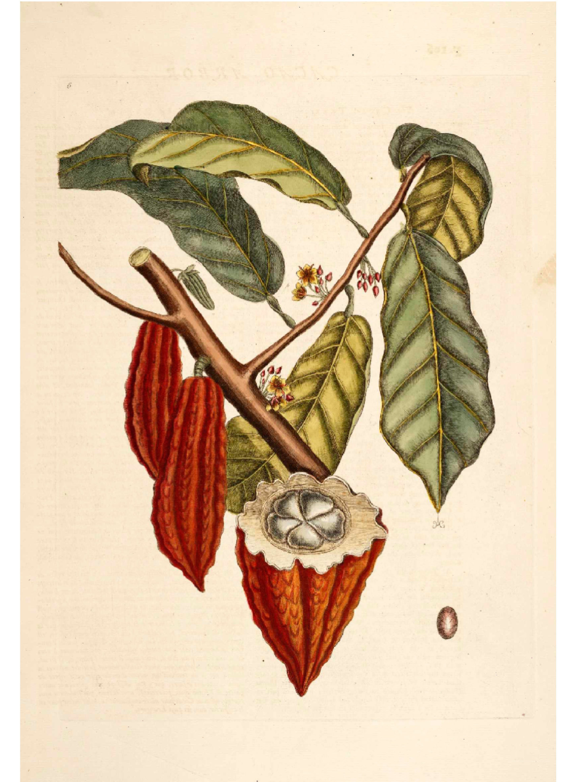Cacao plant illustration