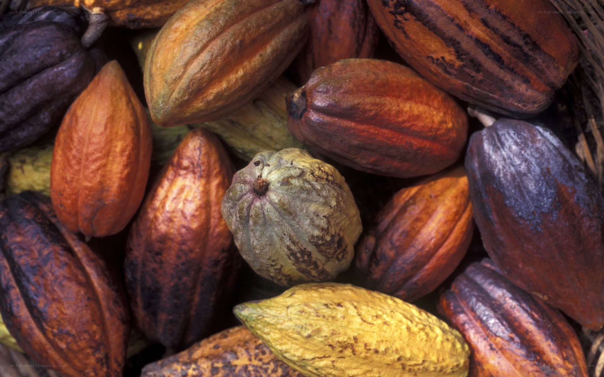 cacao pods in a basket