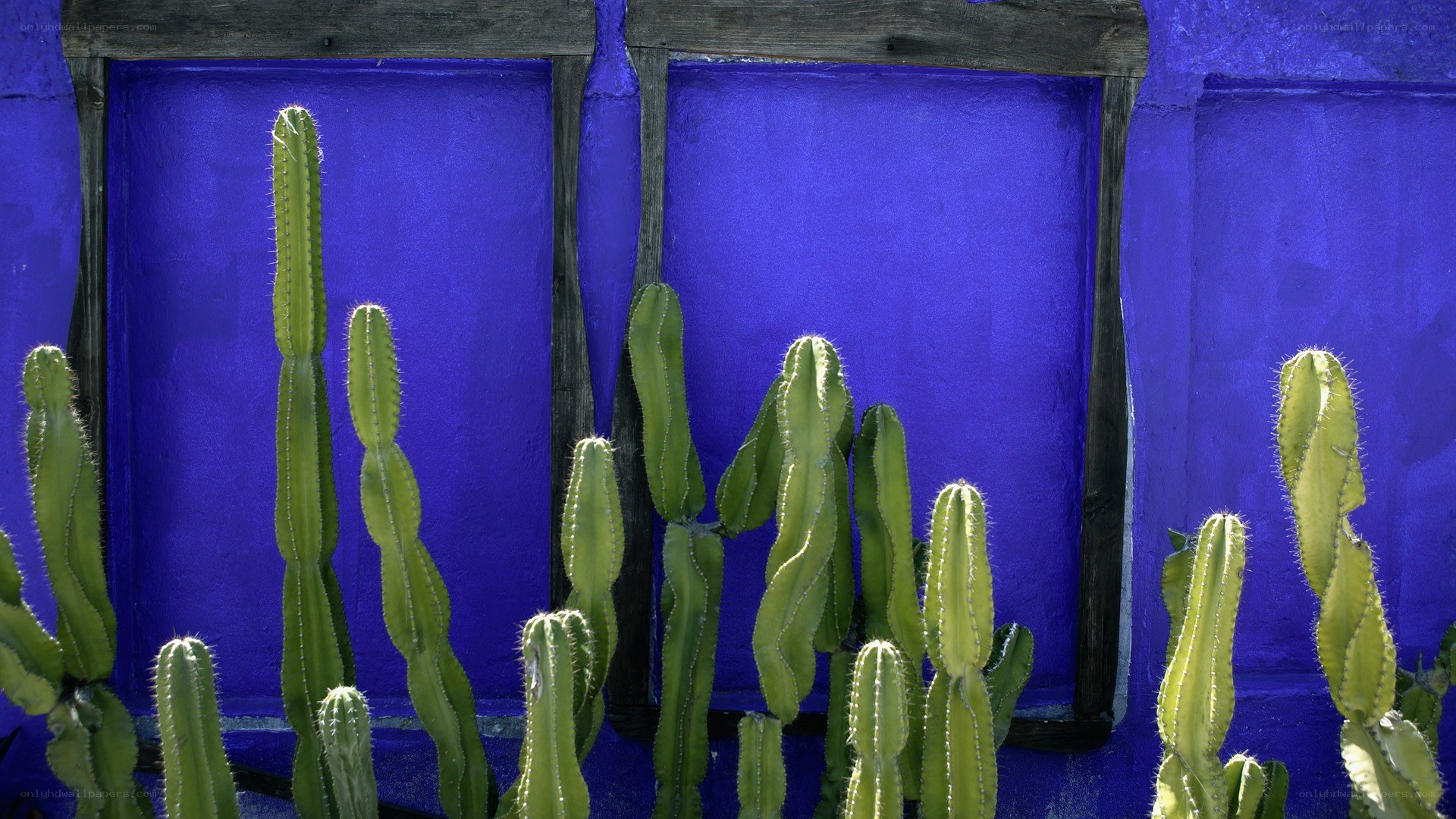 Cacti against a blue wall