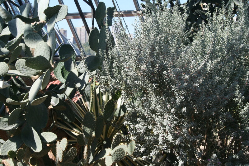 Cacti and Succulents — Green