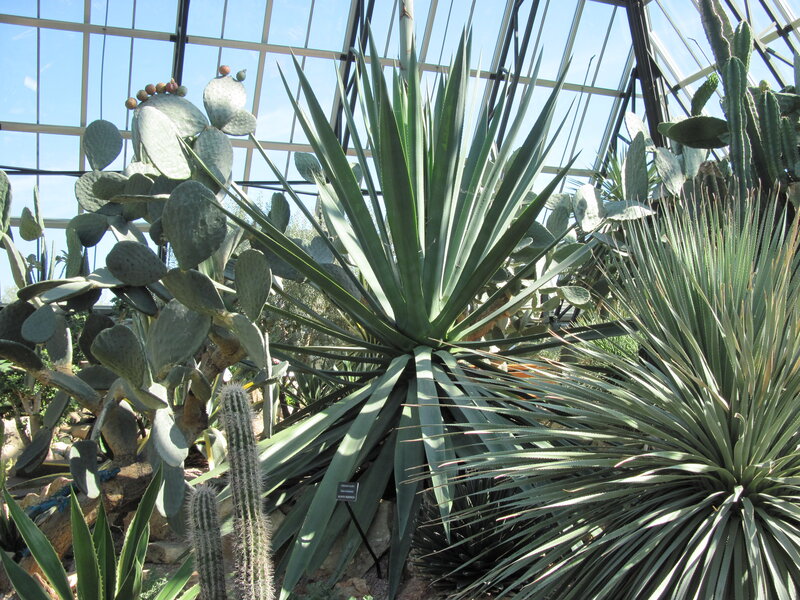 Cacti and Succulents in Greenhouse