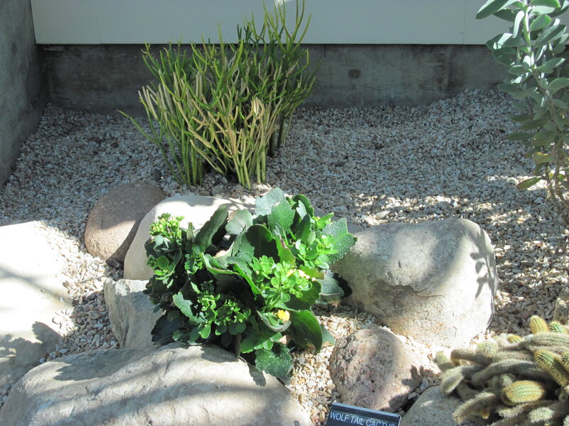 Cacti and Succulents