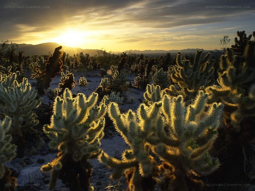 Cacti at sunset in desert