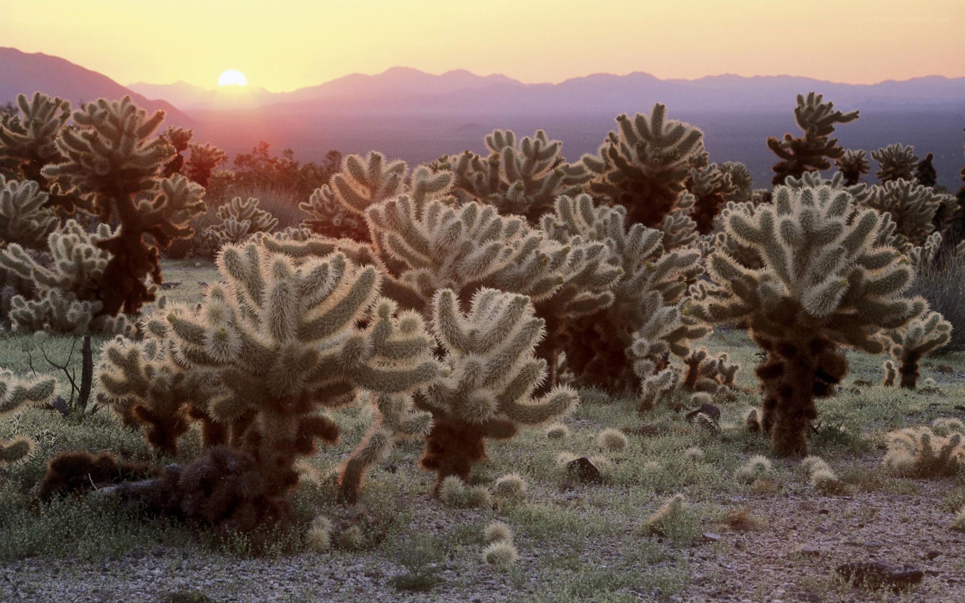Cacti at sunset in desert