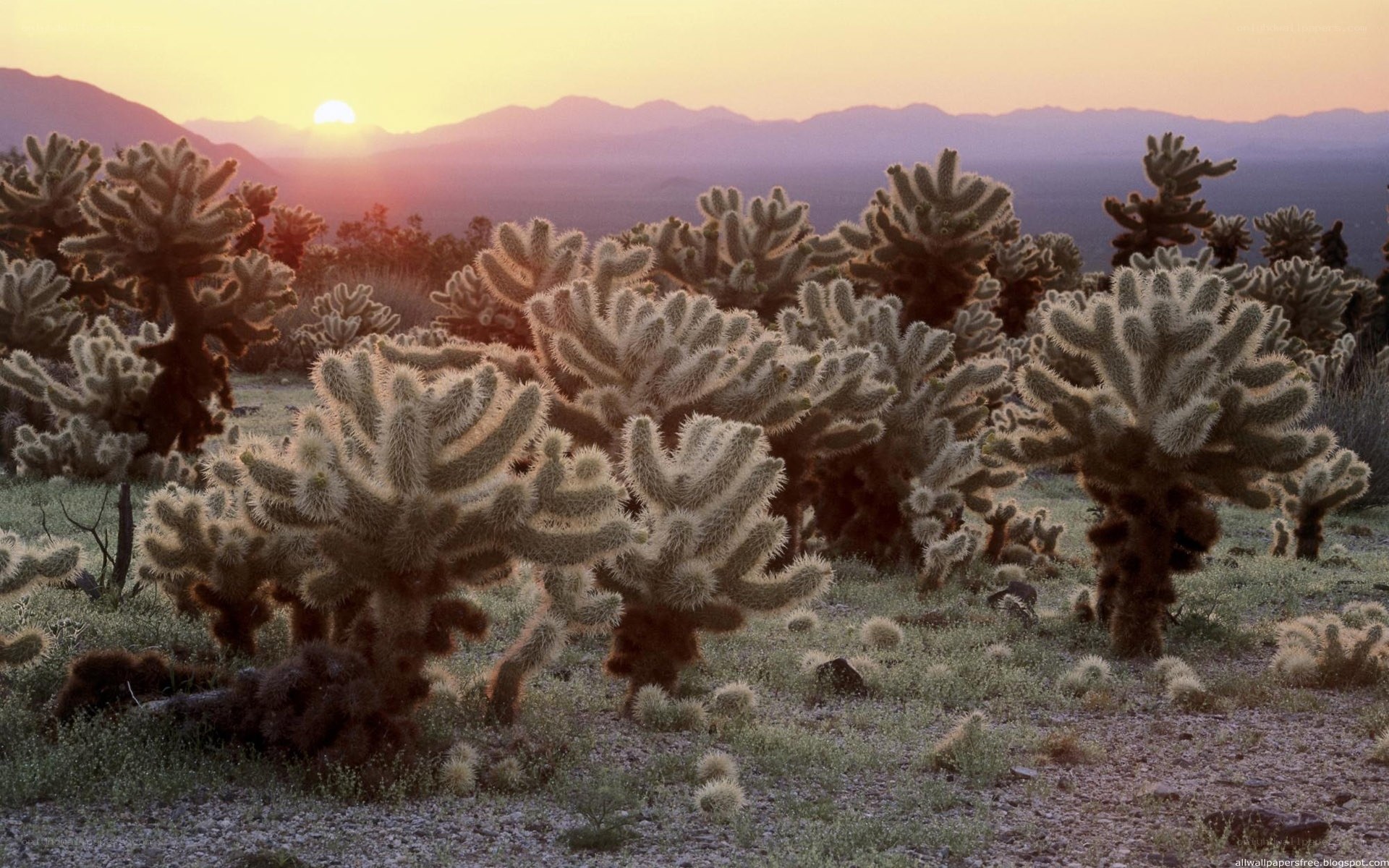 Cacti at sunset in desert