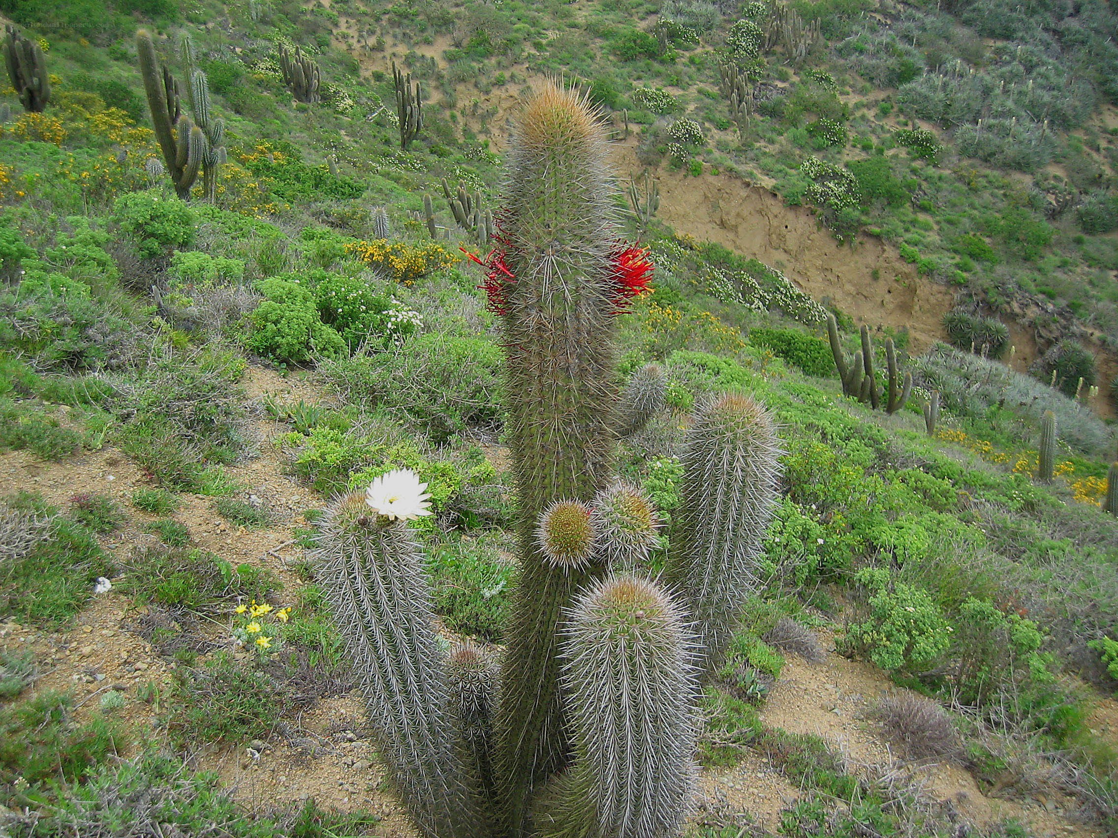 Cacti blooming on a hillside
