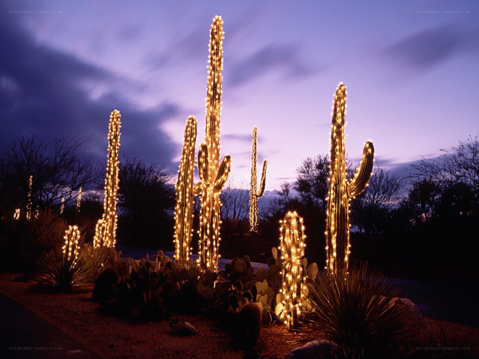 Cacti decorated with lights at dusk