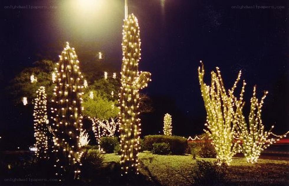 Cacti decorated with lights at night