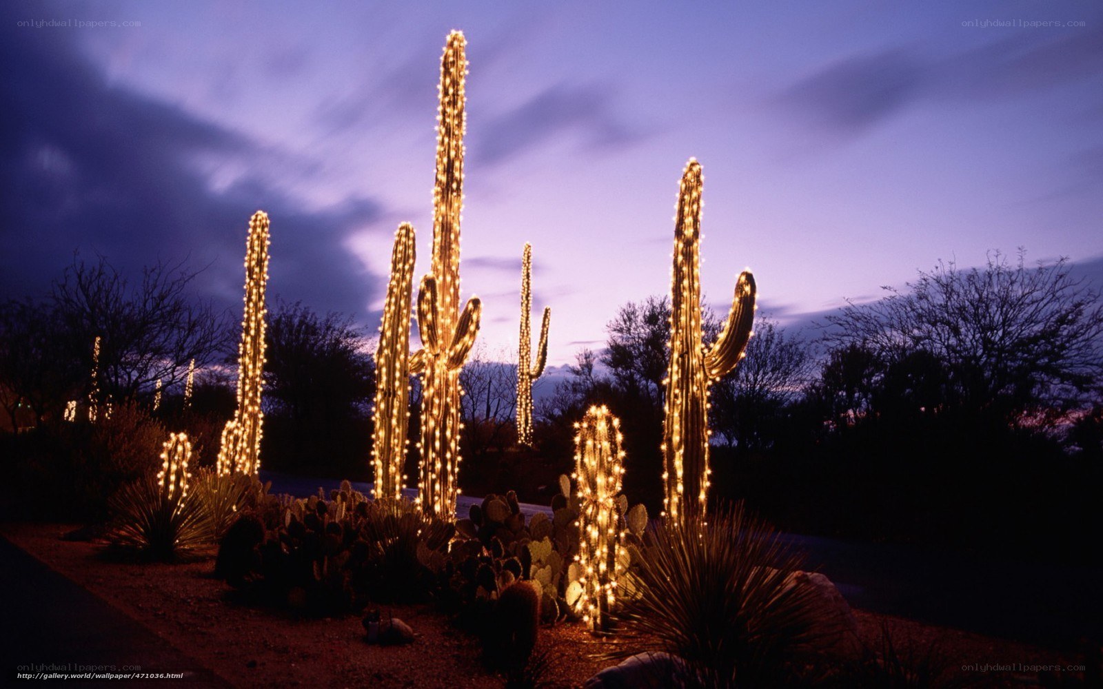 Cacti illuminated at dusk