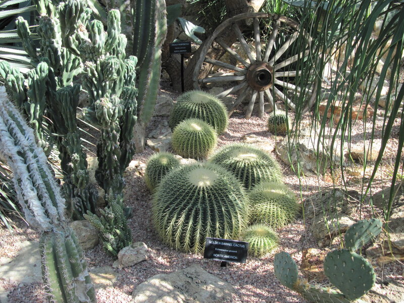 Cacti in a Garden — Green