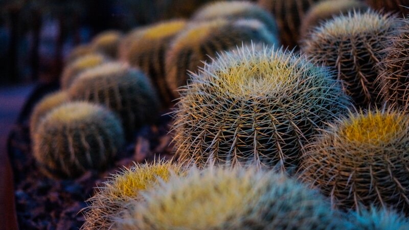 Cacti in a garden
