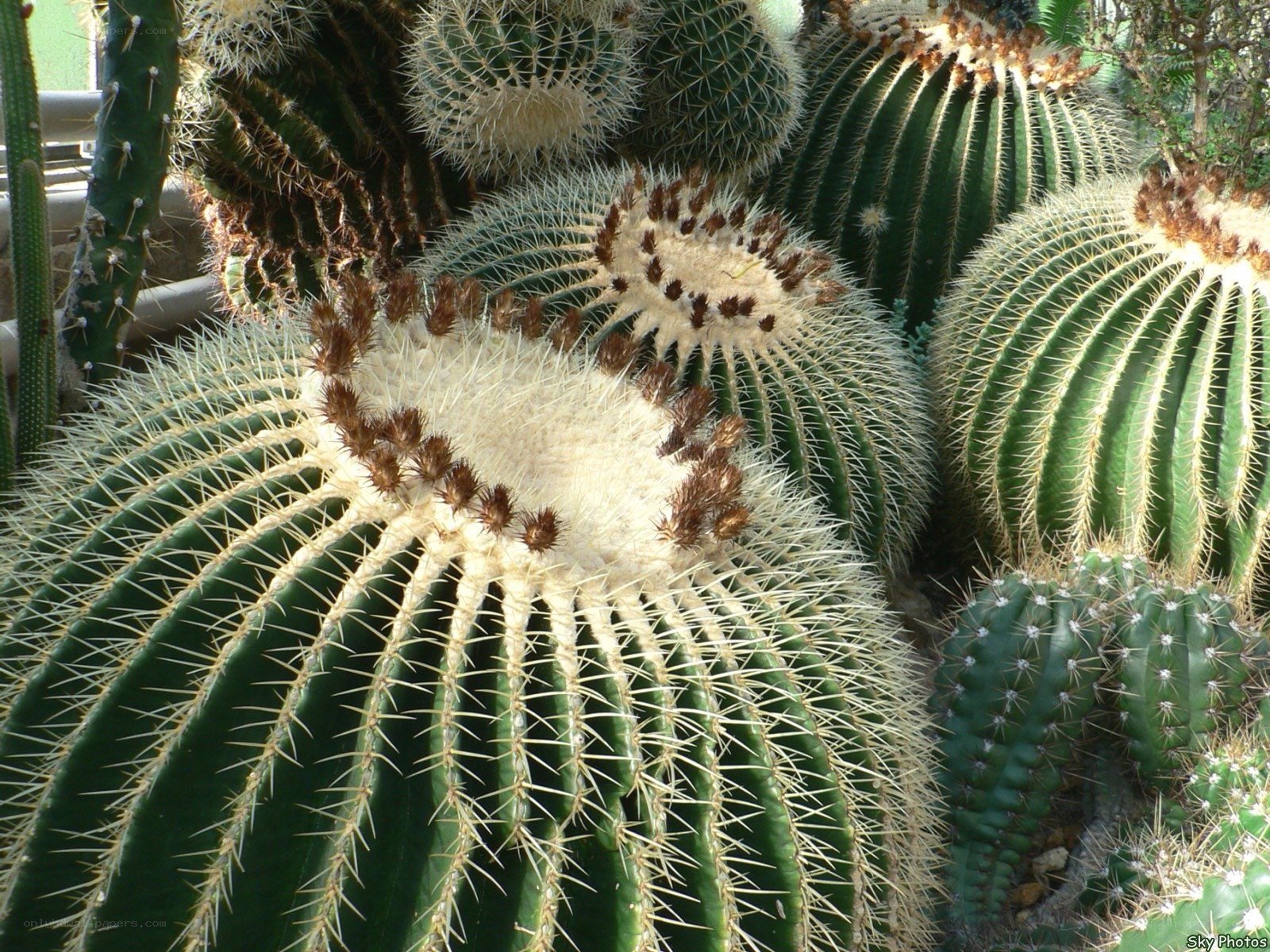 Cacti in a greenhouse