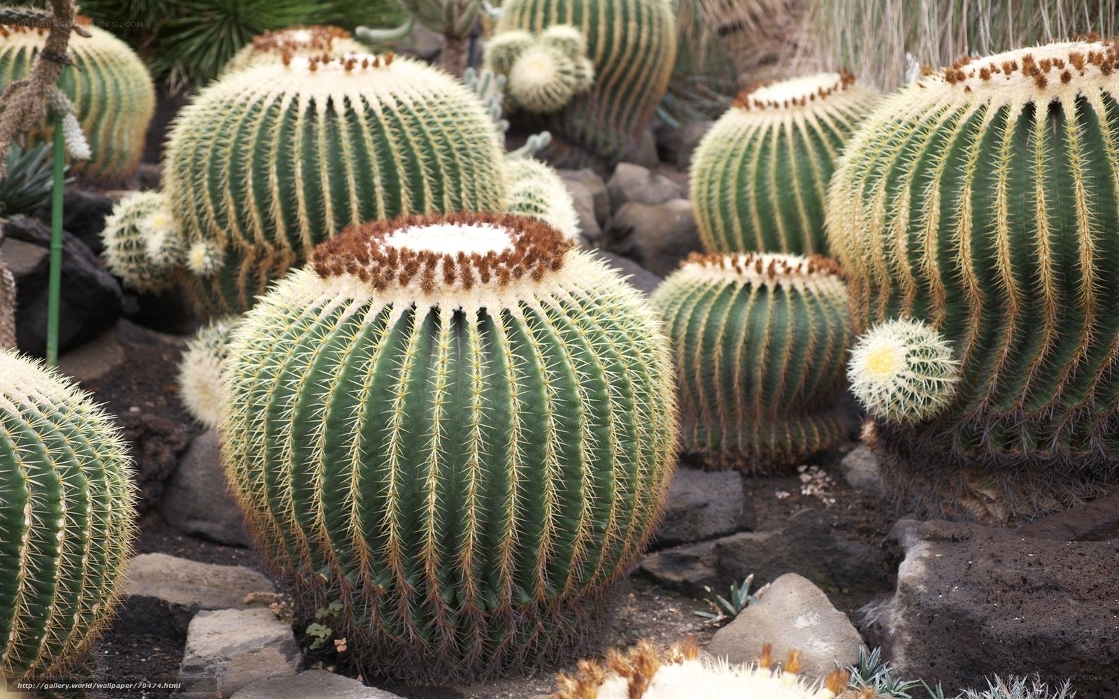 Cacti in a rocky garden