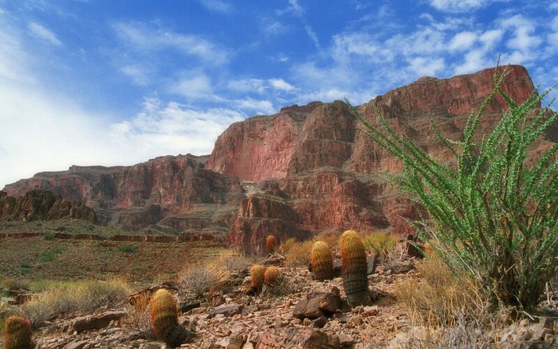 Cacti in Desert Canyon