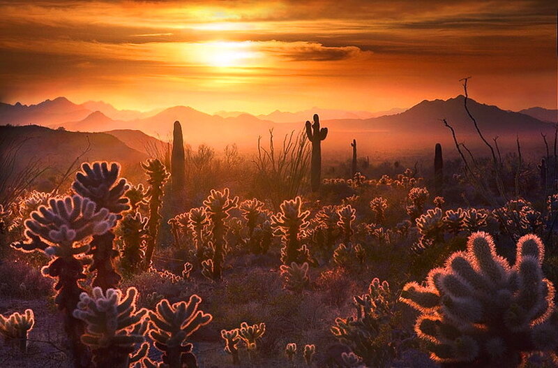 Cacti in Desert Landscape