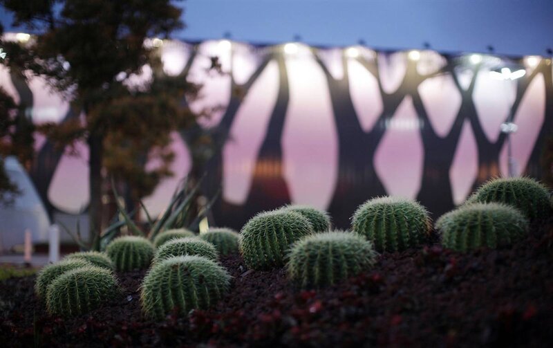 Cacti in front of modern building