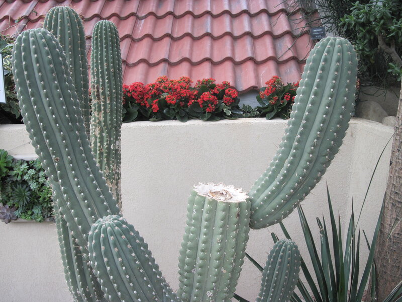 Cacti in Garden — Green