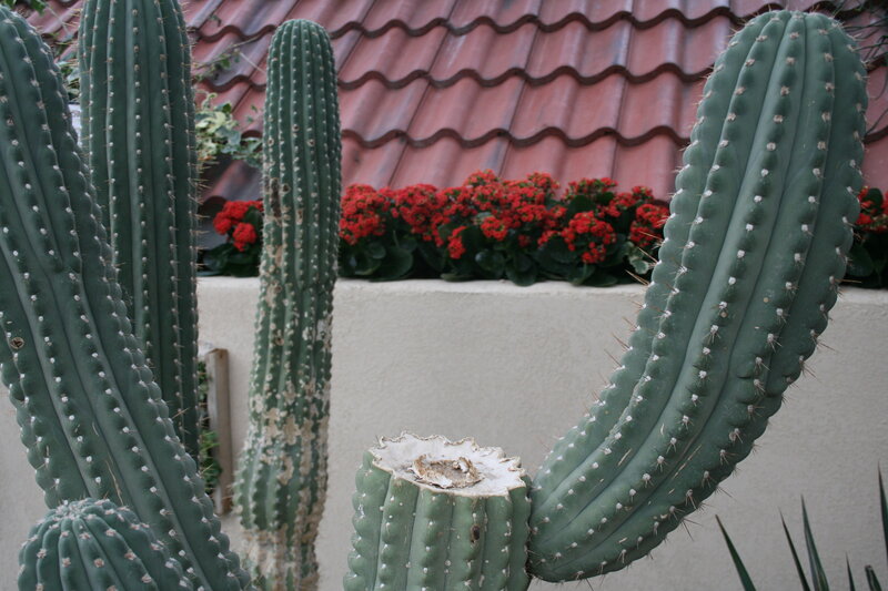 Cacti in Garden