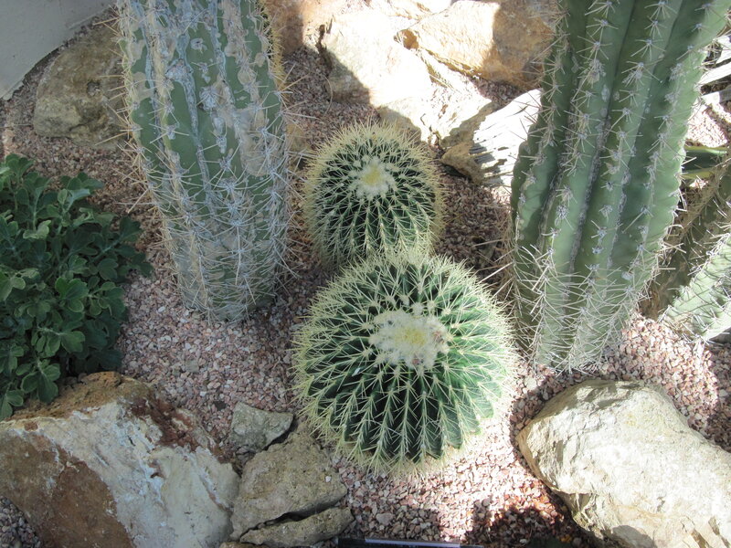 Cacti in Gravel Bed