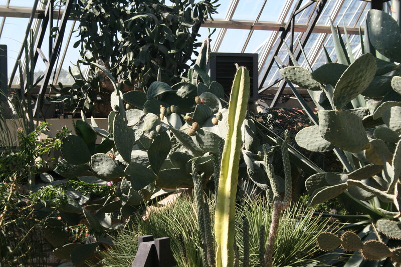 Cacti in Greenhouse