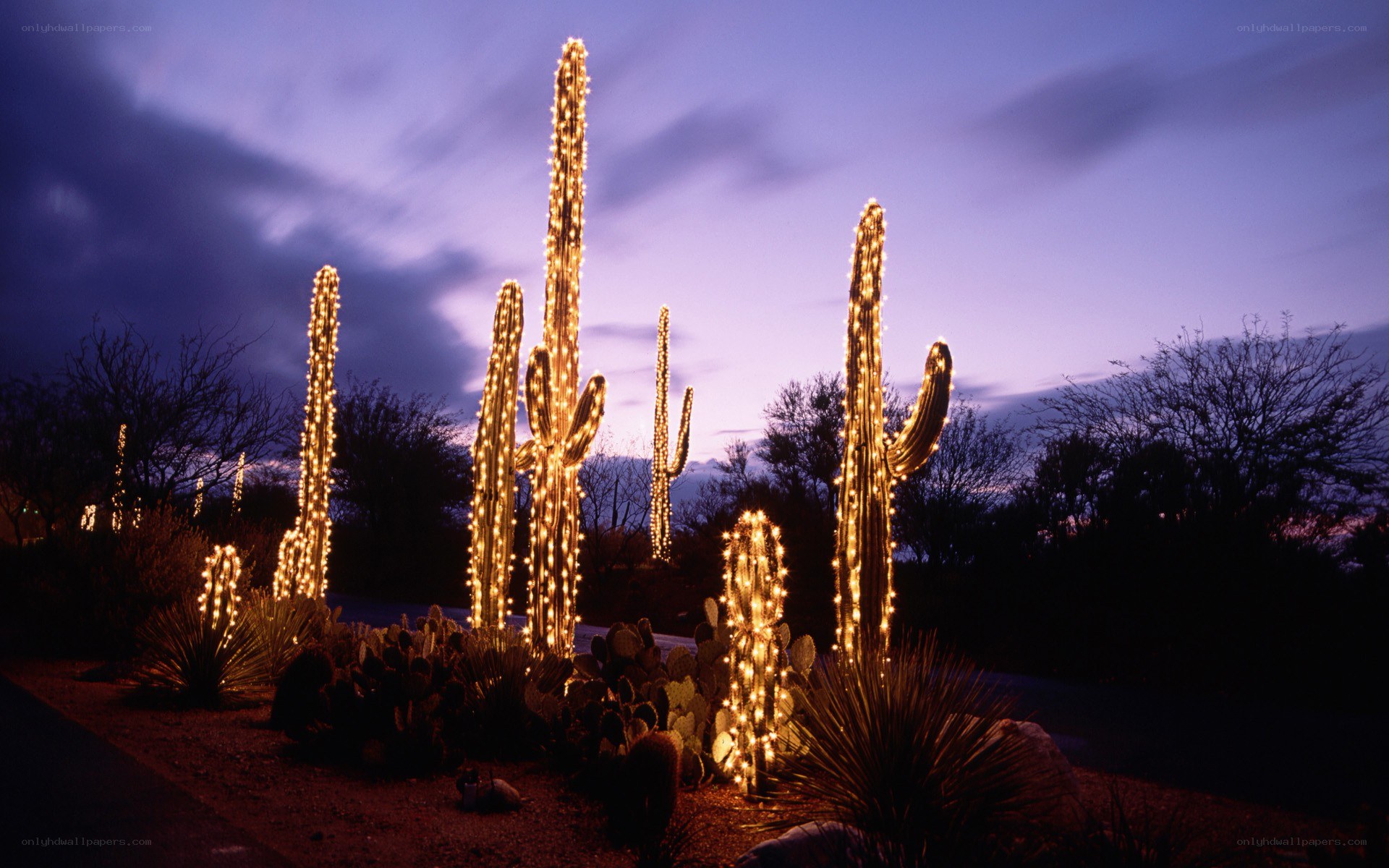 Cacti lit with lights at dusk