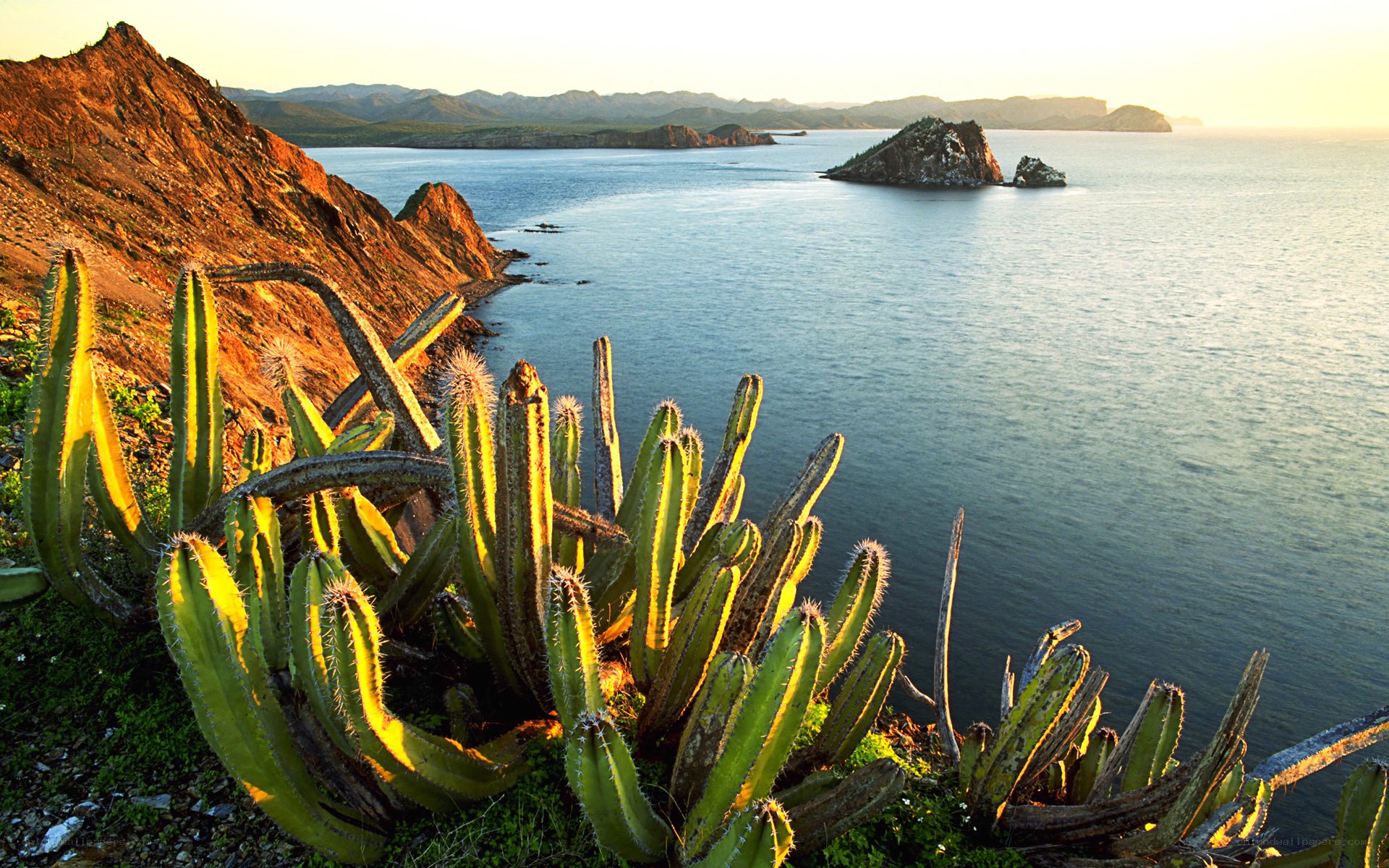 Cacti on a coastal cliff